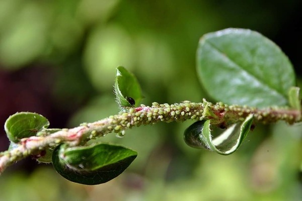 aphids on fruit trees