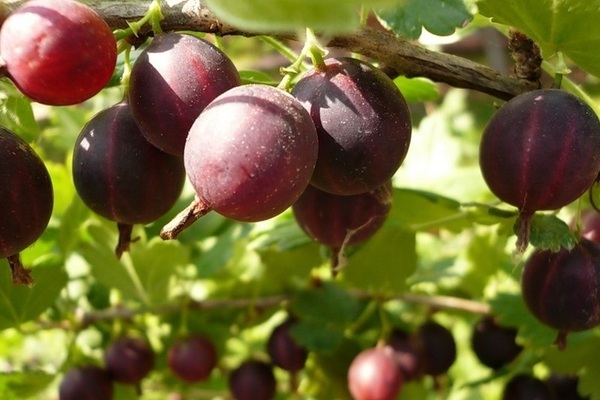 арлекин от цариградско грозде