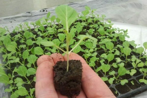 how to feed cabbage seedlings