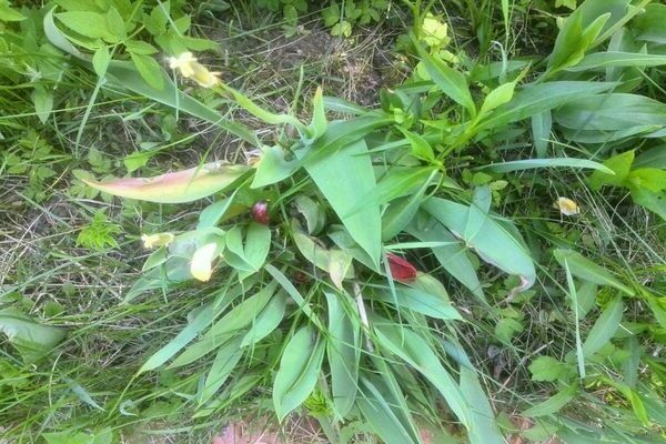 entretien des tulipes après la floraison