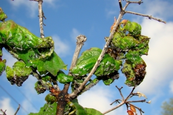 bladlus på frukttrær