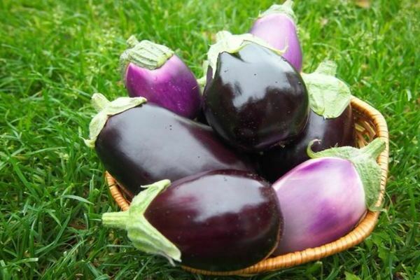eggplant Vera