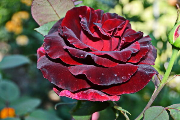 rose black magic