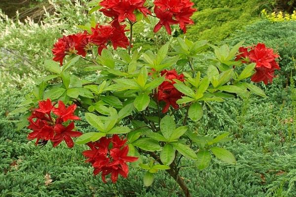rododendron japonský
