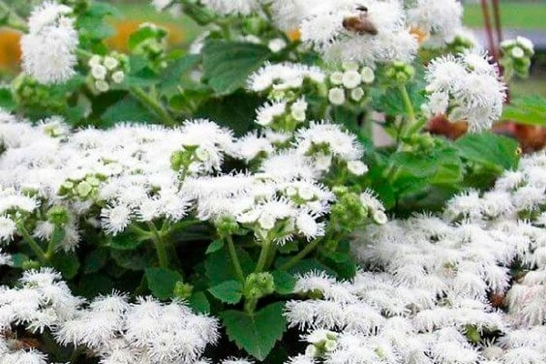 blomster ageratum