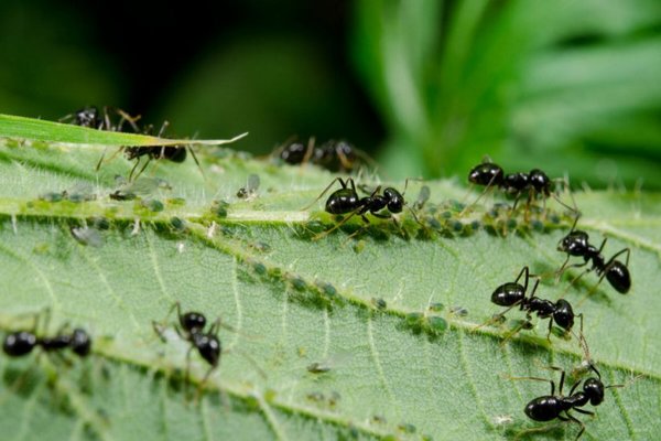 sur les pucerons de cassis et les fourmis comment s'en débarrasser