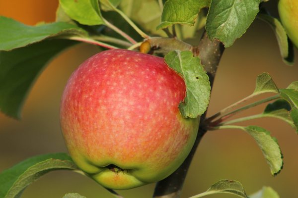 stablo jabuke Medunitsa