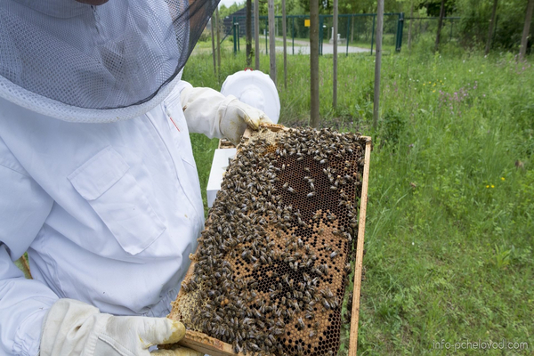 apira pour les abeilles