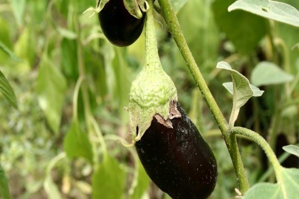 Eggplanter vokser dårlig: mulige årsaker til problemet, eliminering av dem