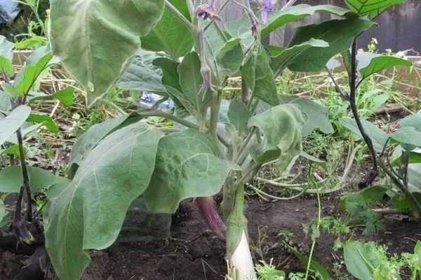 Why eggplants grow poorly: other reasons