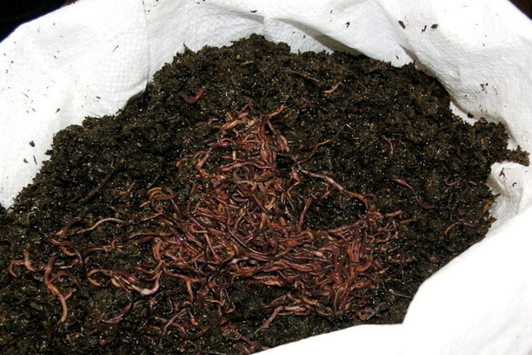 Vermicompost: components and positive effects of this product