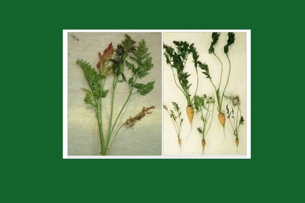 Diseases of carrots: variegated dwarfism