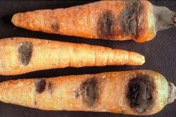Sykdommer hos gulrøtter: bildebeskrivelse av svart råte (alternaria)