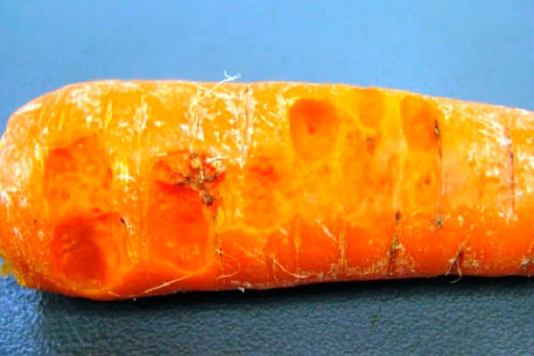 Sykdommer hos gulrøtter: foto, beskrivelse og behandling av myk bakteriell råte