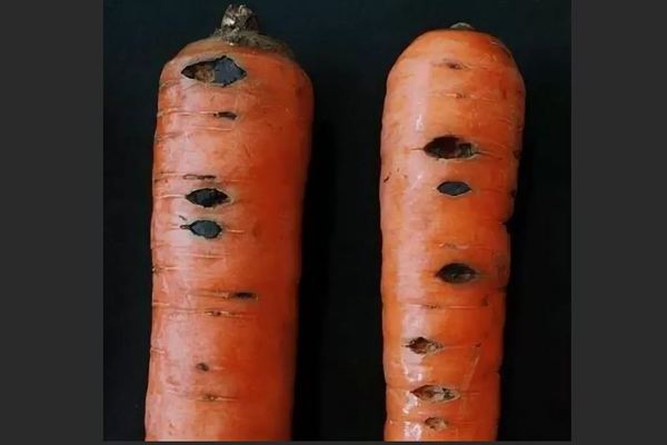 Maladies des carottes : traitement de la pourriture des racines
