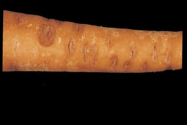 Bệnh hại cà rốt: điều trị nấm Fusarium