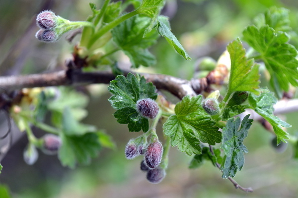 Cara memberi makan gooseberry semasa berbunga