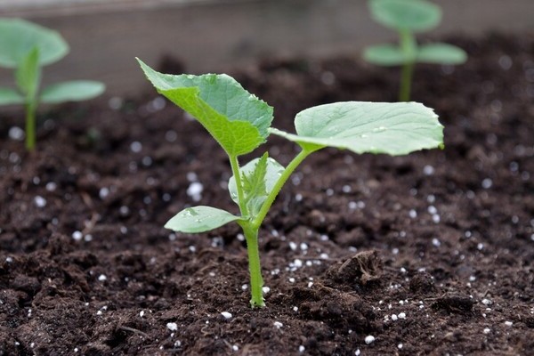 Ako kŕmiť uhorky po výsadbe do zeme: prečo potrebujete vrchný dresing