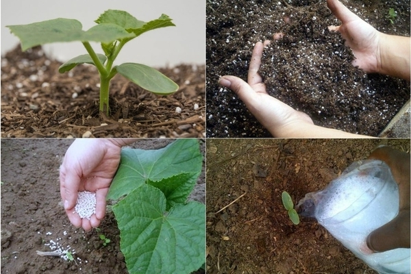 Hvordan mate agurker etter planting i bakken: hva du trenger å vite om fôring av agurker