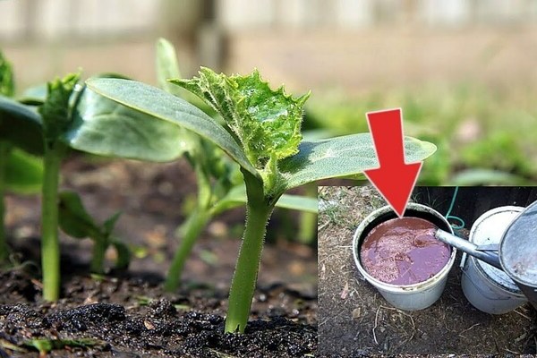 Toppdressing av agurker etter planting i bakken: hva du skal legge til toppdressing