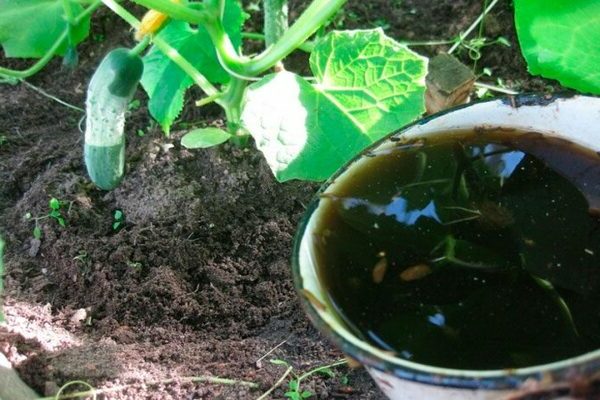 Ako nakŕmiť uhorky v zemi: čo je lepšie pridať do vrchného dresingu