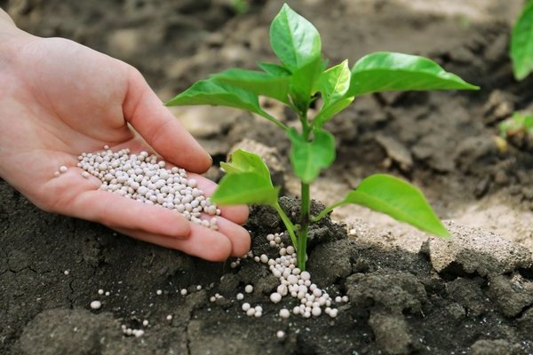 Cara memberi makan anak benih lada untuk pertumbuhan: bahan apa yang meningkatkan pertumbuhan dan perkembangan lada manis