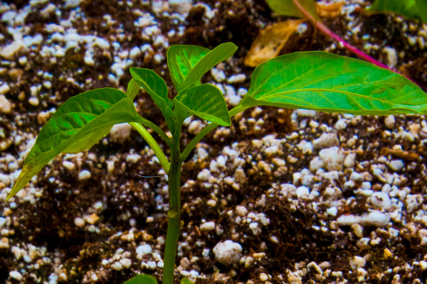 Ako kŕmiť sadenice papriky pre rast: ako zistiť, aké látky v paprike chýbajú