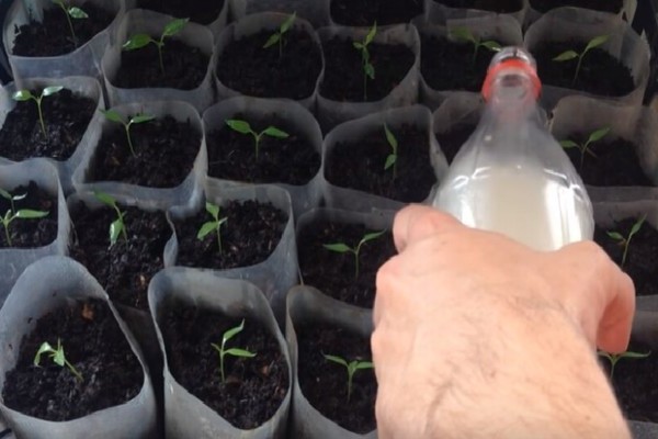 Cara memberi makan anak benih lada untuk pertumbuhan: bagaimana mengetahui bahan apa yang hilang dalam lada