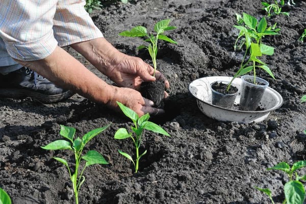 what fertilizers are added when planting pepper