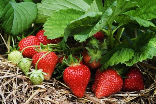 Erdbeer-Darselect-Beschreibung