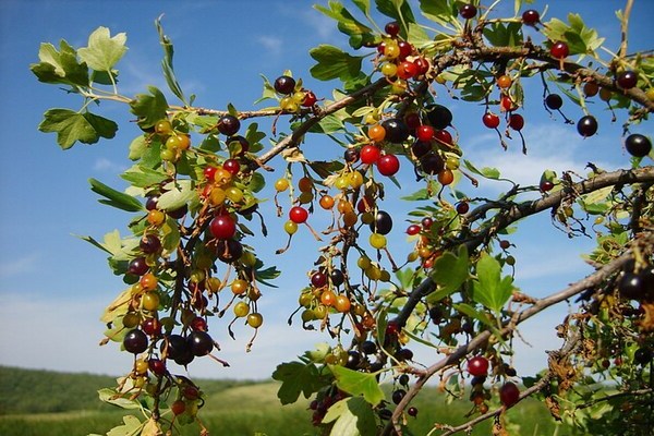 Wild currant: about culture and its characteristics