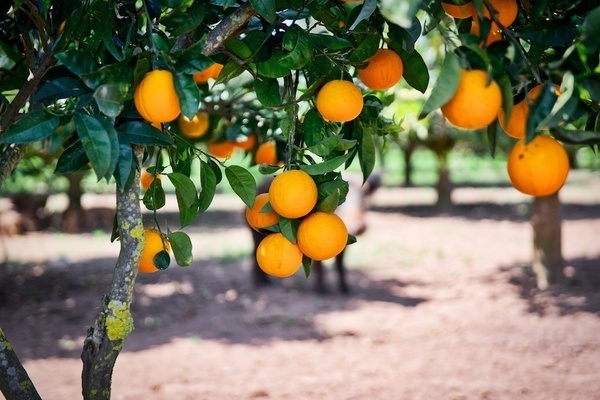 Where oranges grow
