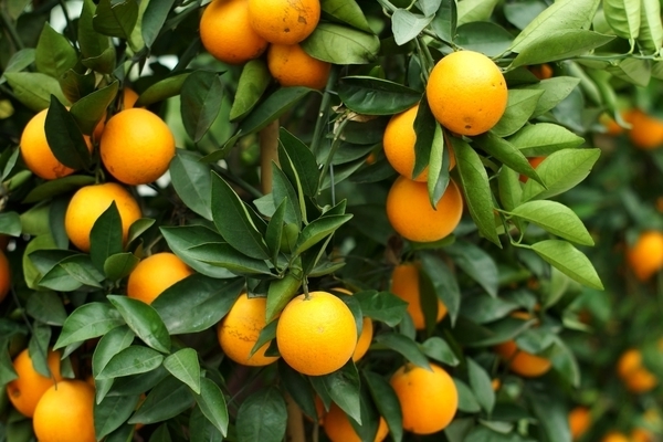 wie wächst eine orange