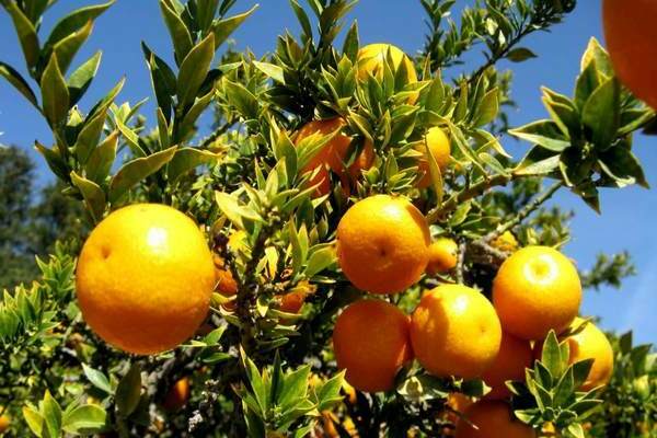 как растат портокали