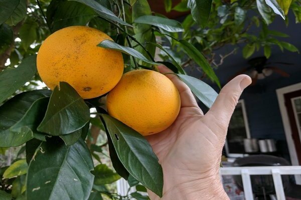 how an orange grows at home