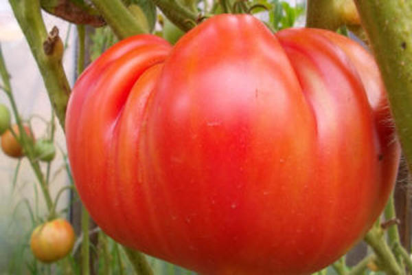 popis paradajok