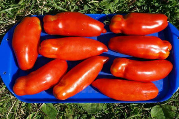 tomatoes description