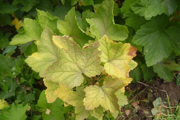 Chlorosis of currant