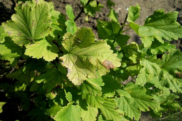 chlorosis of currant leaves