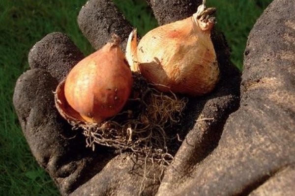 How to store tulip bulbs
