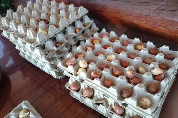 How to store tulip bulbs before planting: where to store them