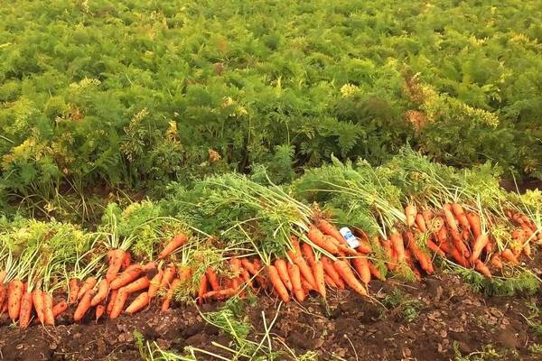 Comment conserver les carottes : une bonne préparation pour l'hivernage