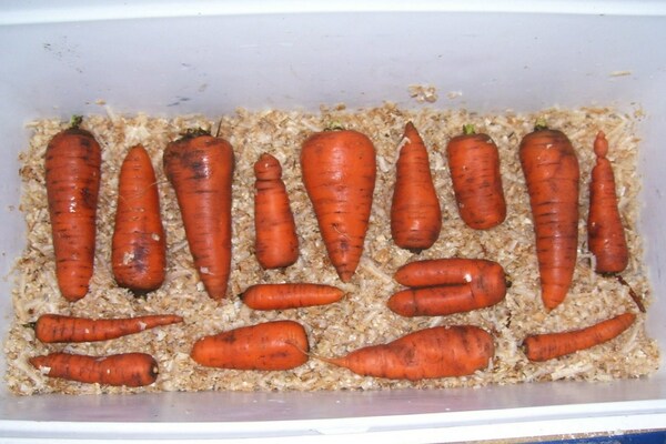 Conserver les carottes dans la sciure de conifère