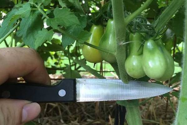 Hvordan beskjære tomater: grunnleggende informasjon om prosedyren