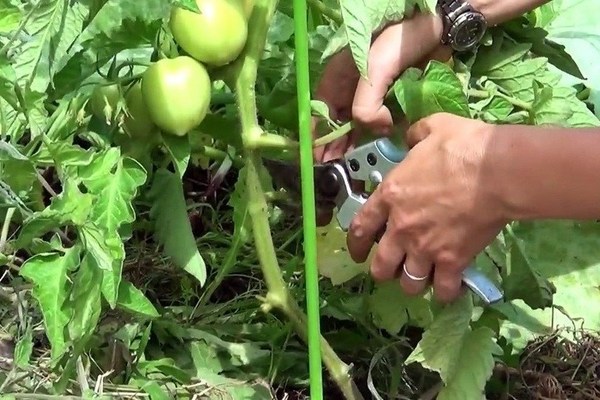 How to cut tomatoes in a greenhouse, open field: timing
