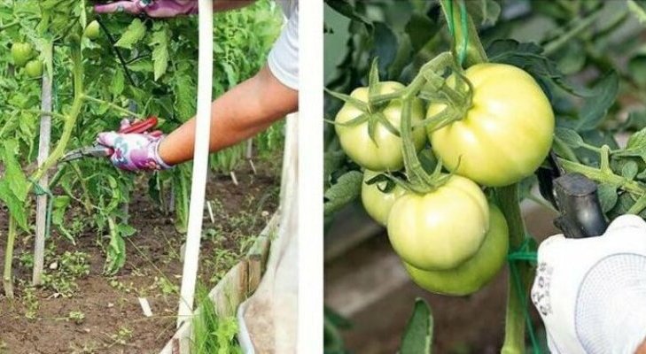 Hvordan og hvordan du skal kutte tomater på riktig måte