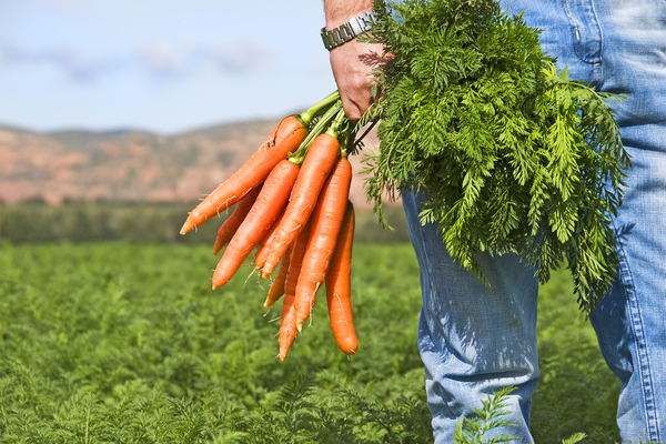 how to weed carrots easy and simple