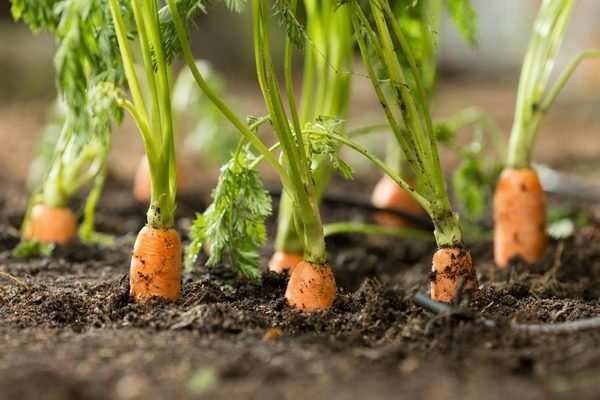 how to weed carrots