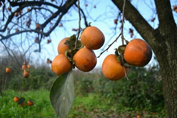 How persimmon grows