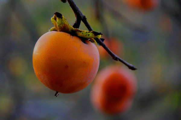 where does persimmon grow